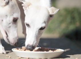 こだわりの愛犬食かりかり