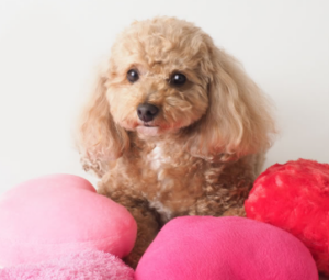 フローラケア DOG