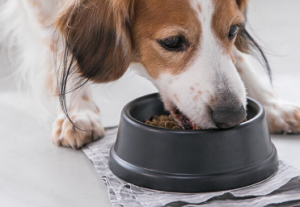 プロフェッショナルバランス