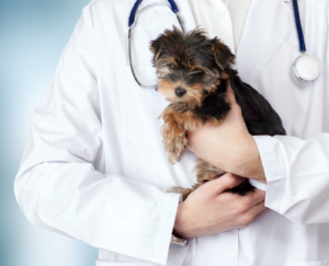 プッチーヌ 半生