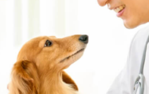 プッチーヌ 半生