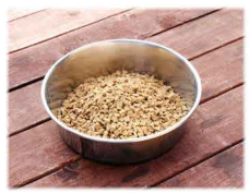 愛犬ワンダフル