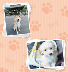 すごい乳酸菌 クランキー