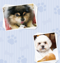 すごい乳酸菌 クランキー